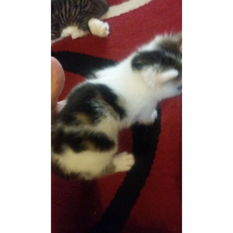 kittens