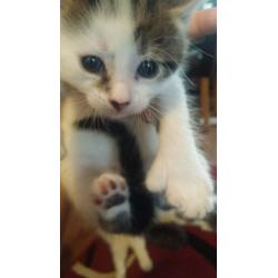 kittens