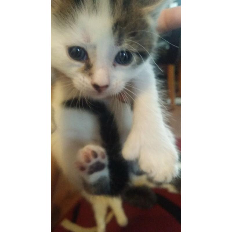 kittens