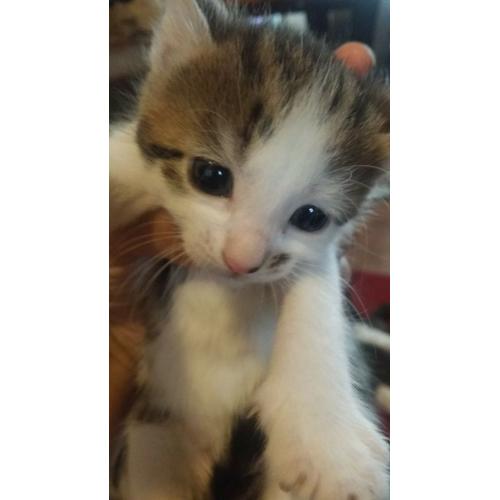 kittens