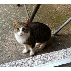CAT FOUND