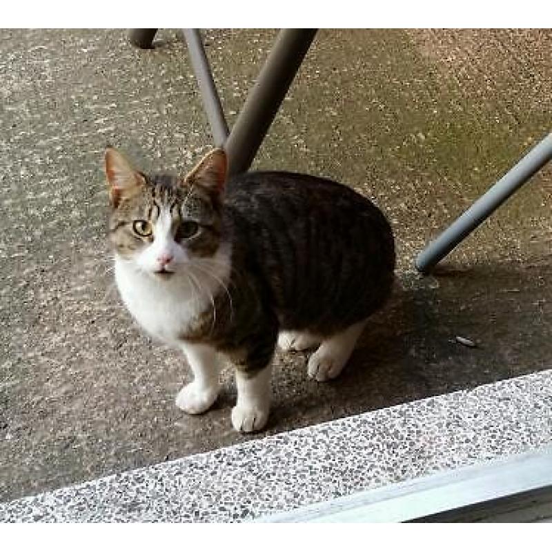 CAT FOUND
