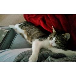 CAT FOUND