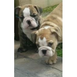 English Bulldog pups for sale