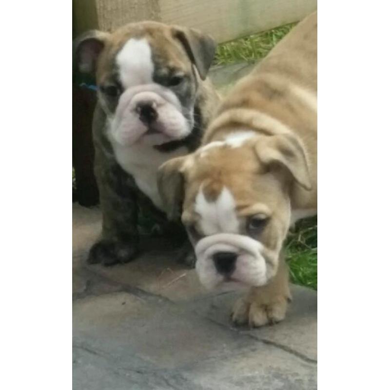 English Bulldog pups for sale