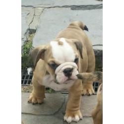 English Bulldog pups for sale