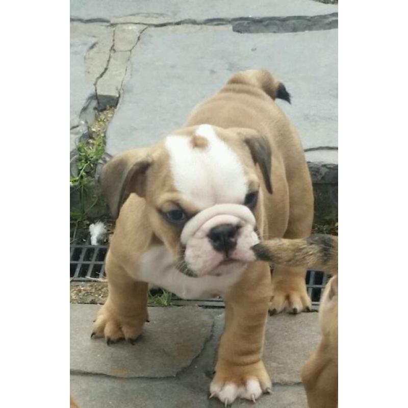 English Bulldog pups for sale