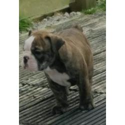 English Bulldog pups for sale
