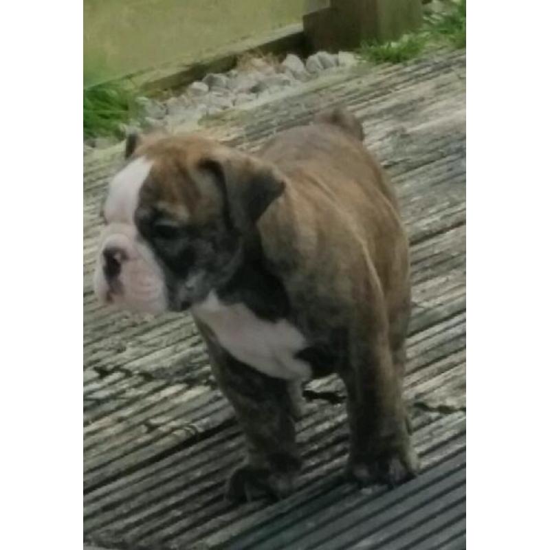 English Bulldog pups for sale