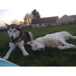 Husky X Malamute Puppies