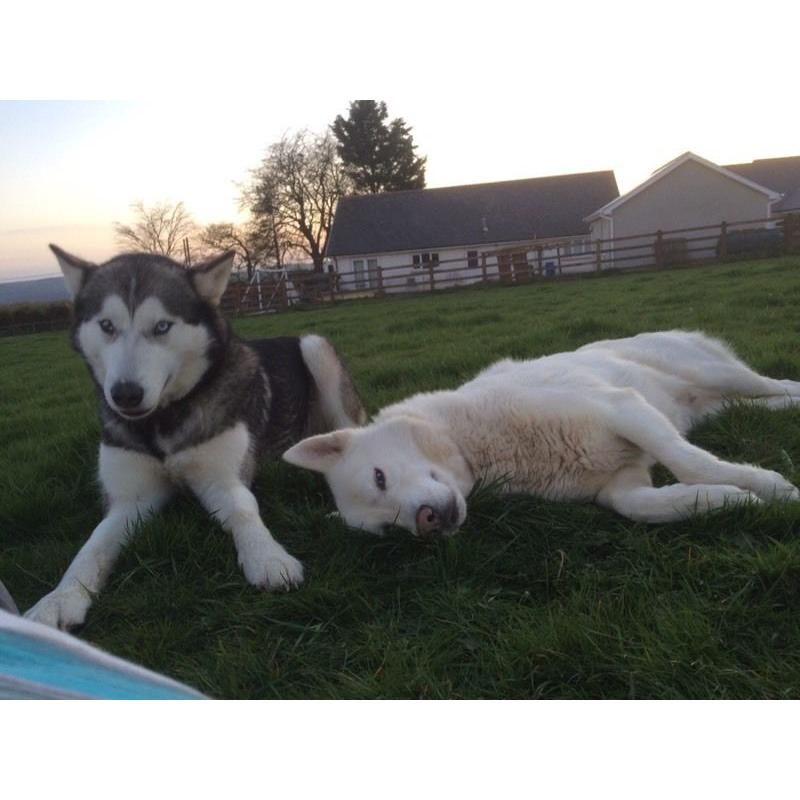 Husky X Malamute Puppies