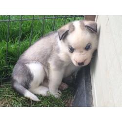 Husky X Malamute Puppies