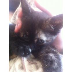 4 kittens for sale