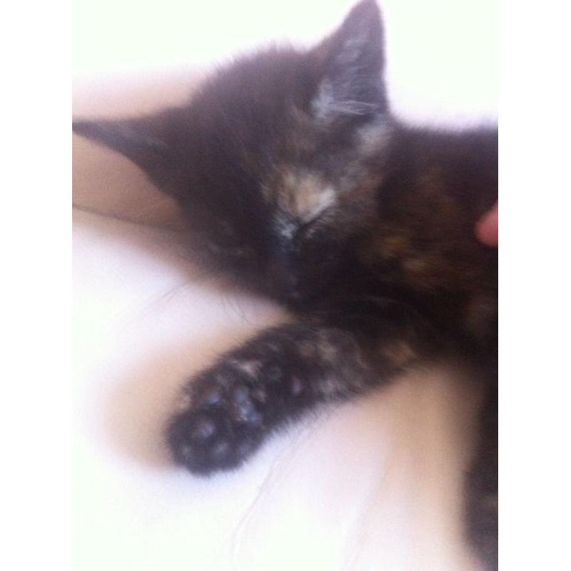 4 kittens for sale