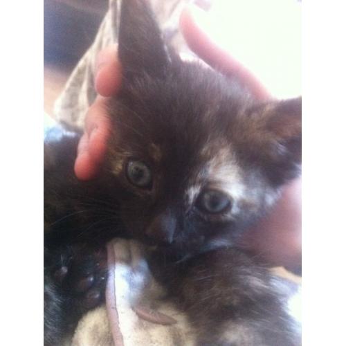 4 kittens for sale