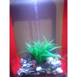 biOrb Life Large Fish Tank