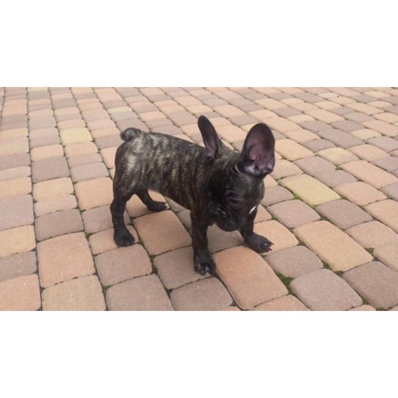 French Bulldog