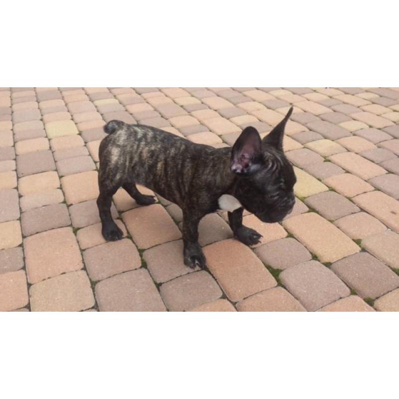 French Bulldog