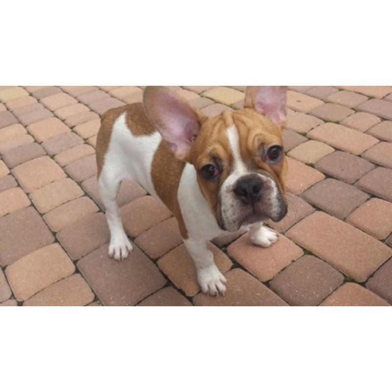 French Bulldog