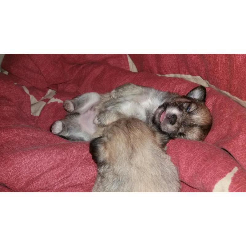 Chihuahua pups