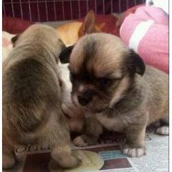 Chihuahua pups