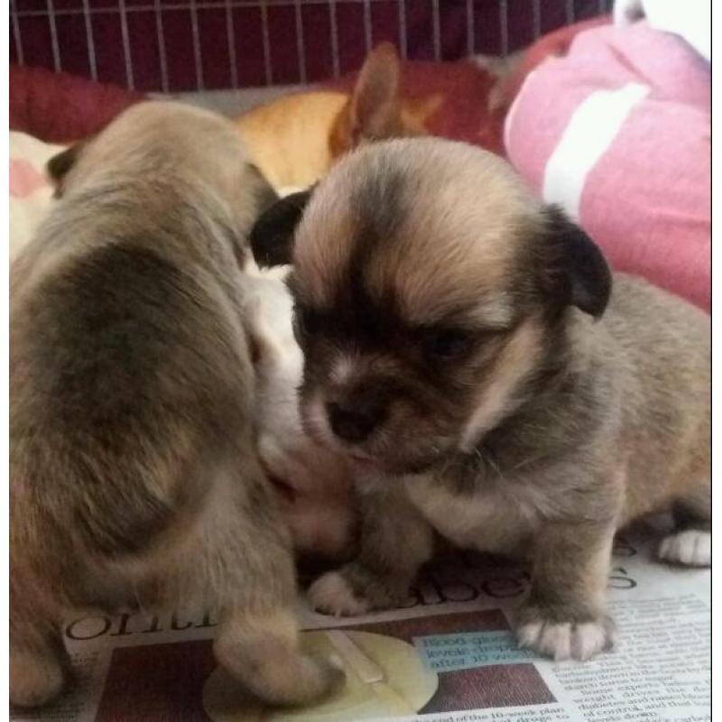 Chihuahua pups