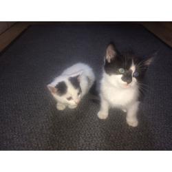 Kittens for sale