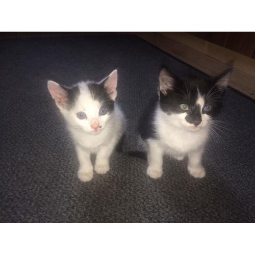 Kittens for sale