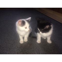 Kittens for sale