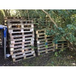 59 Wooden Euro Paletts