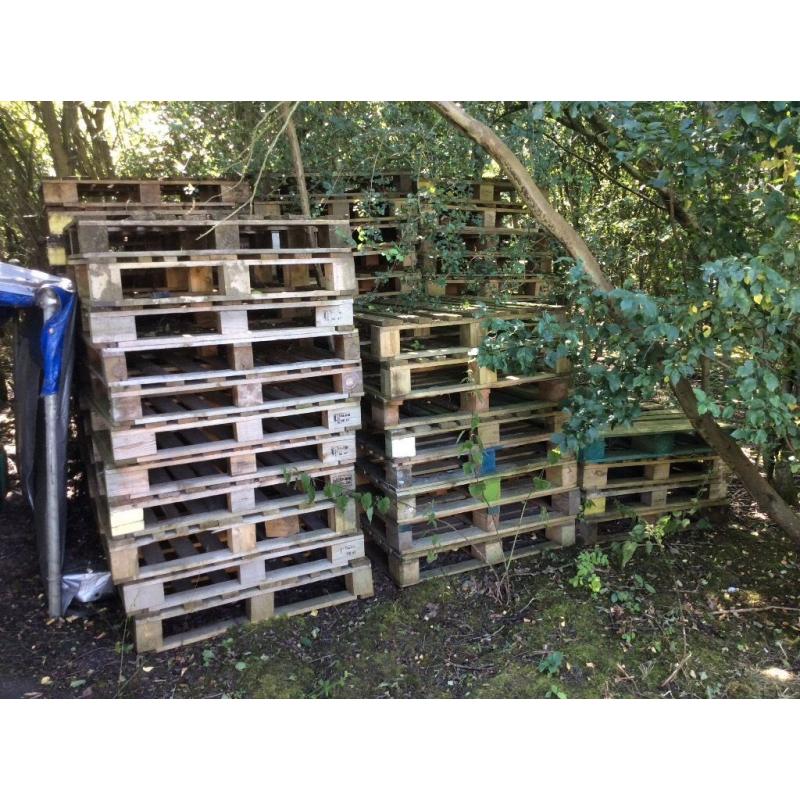 59 Wooden Euro Paletts