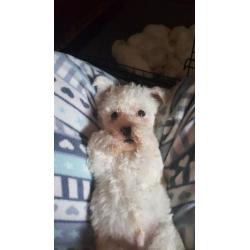 Beautiful Bichon frise girls and boys both parents can be seen.
