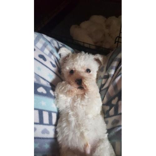 Beautiful Bichon frise girls and boys both parents can be seen.