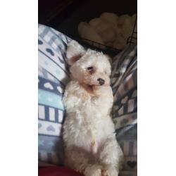 Beautiful Bichon frise girls and boys both parents can be seen.
