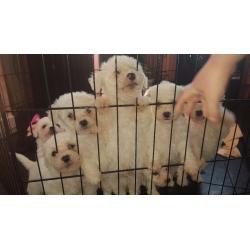 Beautiful Bichon frise girls and boys both parents can be seen.
