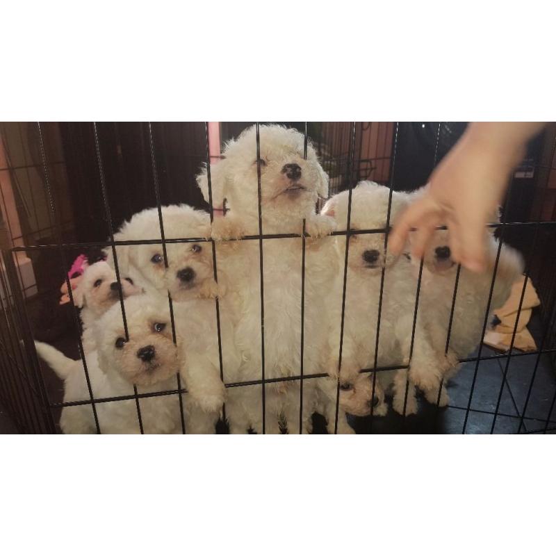 Beautiful Bichon frise girls and boys both parents can be seen.