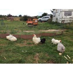 3 pairs of cock and hen frizzles