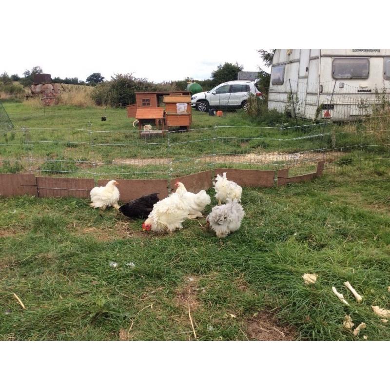 3 pairs of cock and hen frizzles