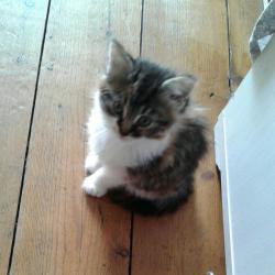 Single long haired & playful female kitten looking for a loving home