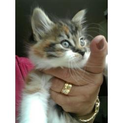 Single long haired & playful female kitten looking for a loving home