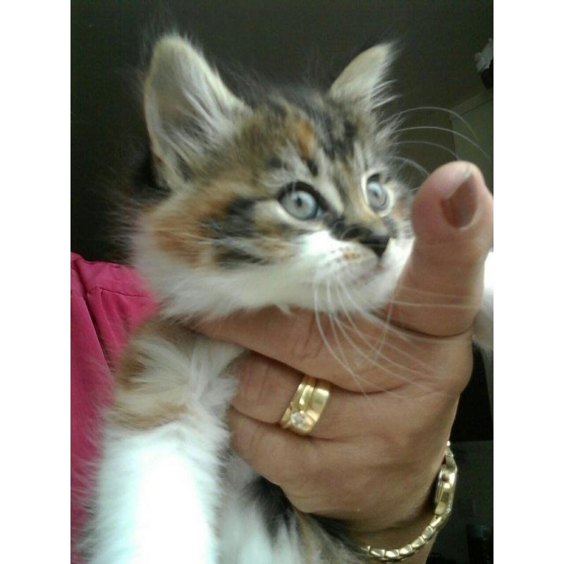 Single long haired & playful female kitten looking for a loving home