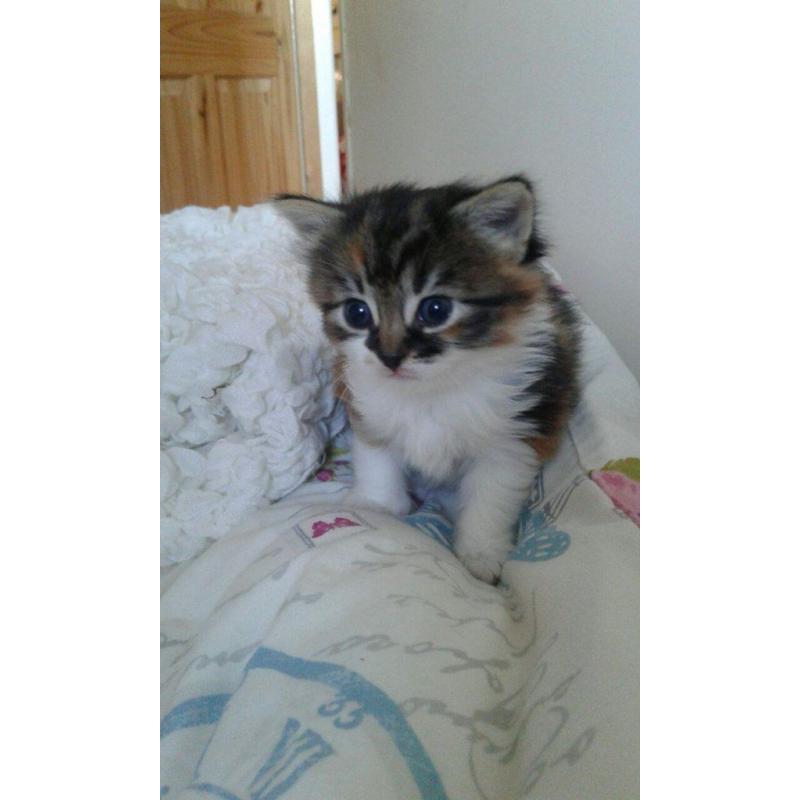 Single long haired & playful female kitten looking for a loving home