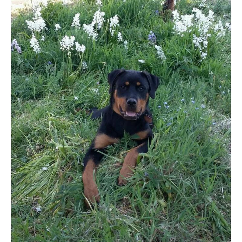 8 month old rottweiler pup