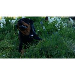 8 month old rottweiler pup