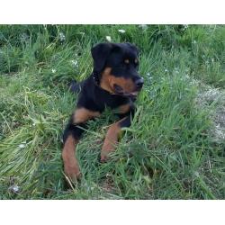 8 month old rottweiler pup