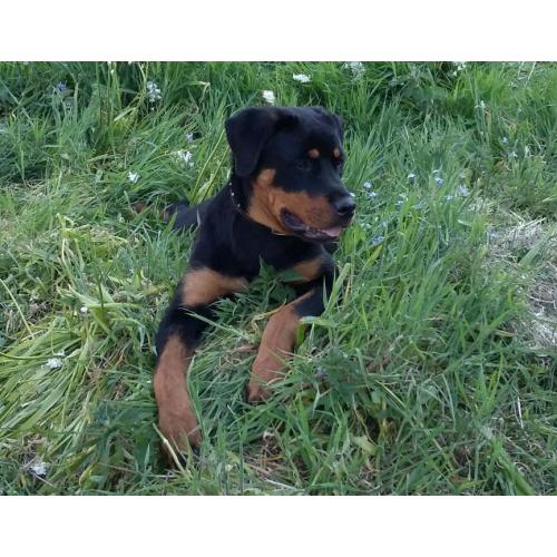 8 month old rottweiler pup