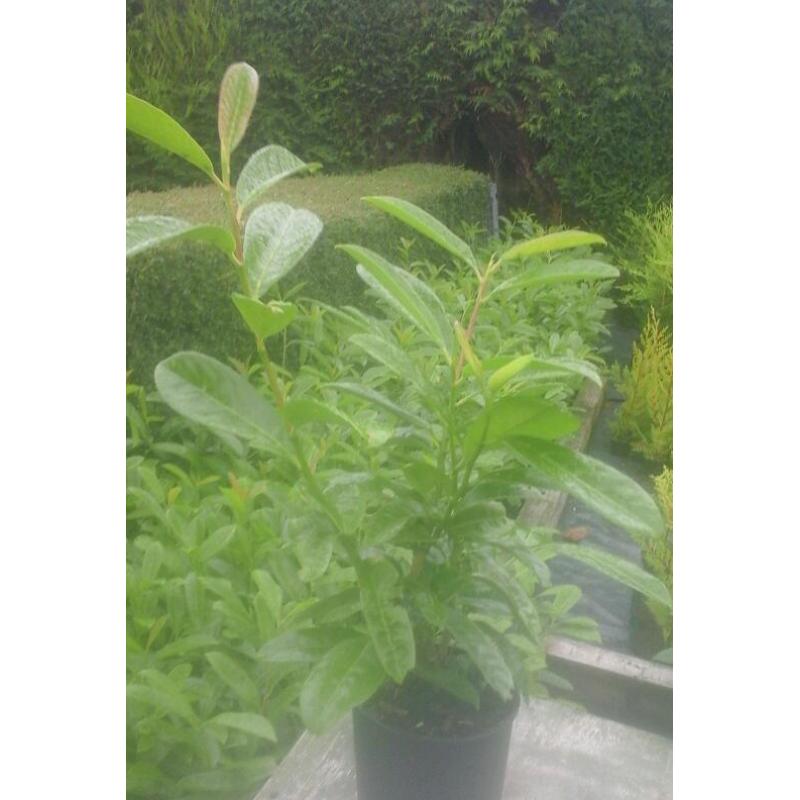 Laurel hedging 2 ft high for sale