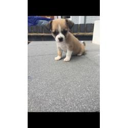 Puppy chihuahua cross Yorks aged 14weeks old
