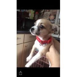 Puppy chihuahua cross Yorks aged 14weeks old