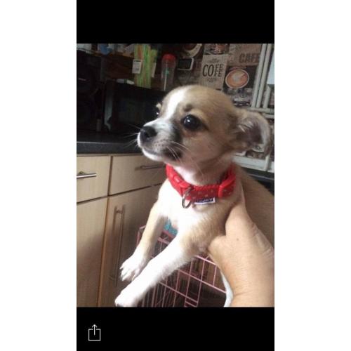 Puppy chihuahua cross Yorks aged 14weeks old